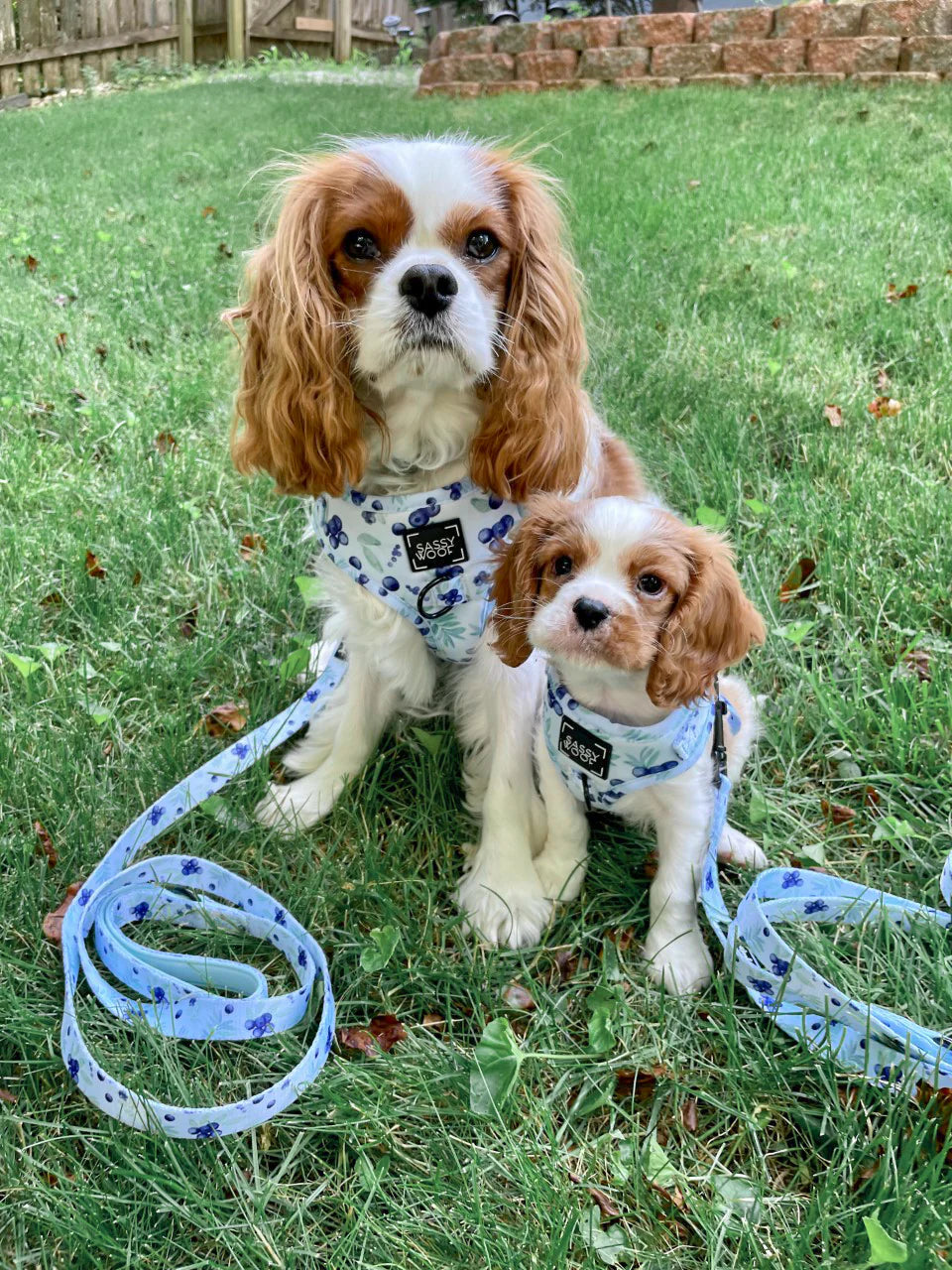 Dog Leash - Berry Sassy
