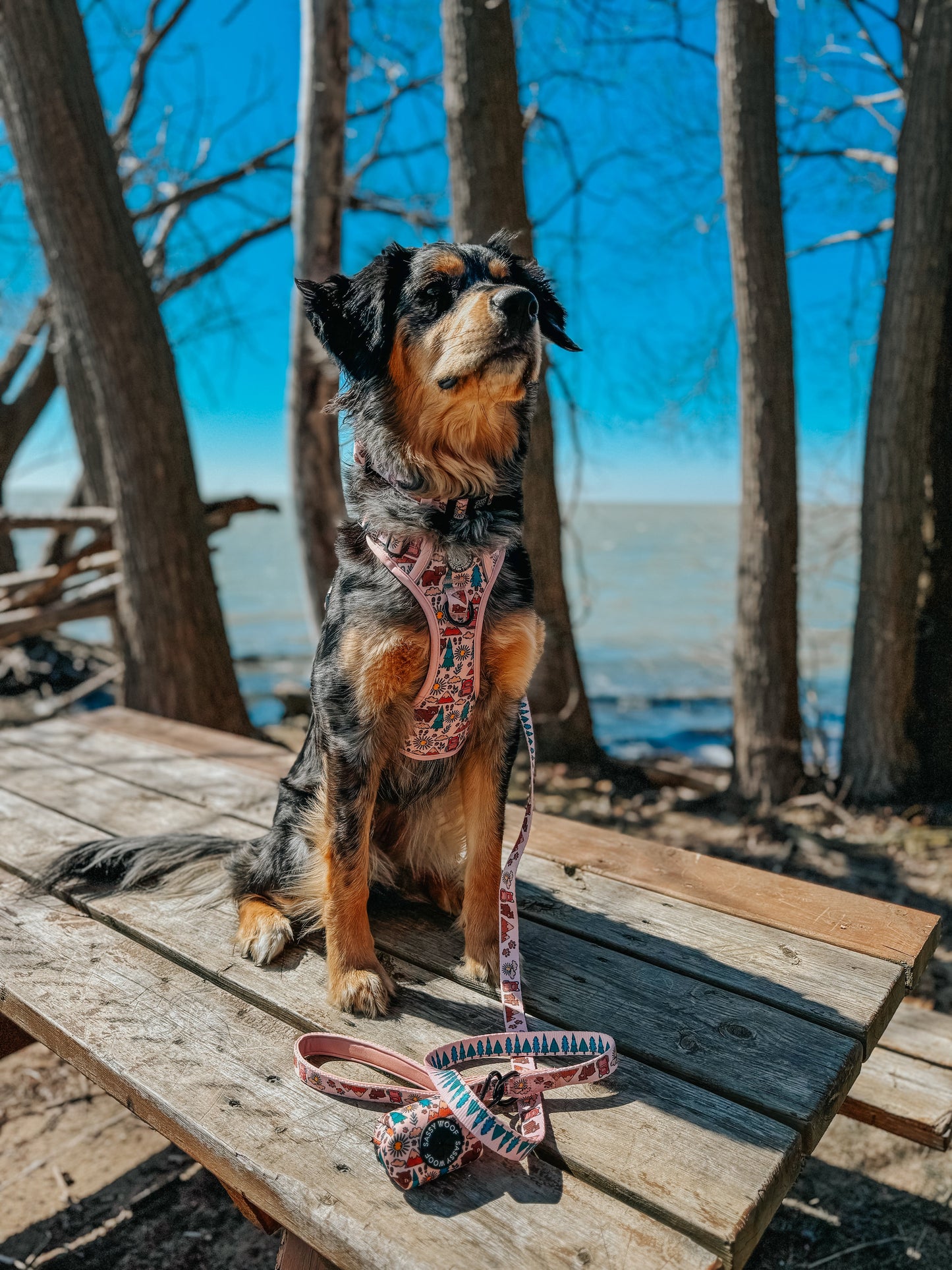 Dog Leash - National Bark