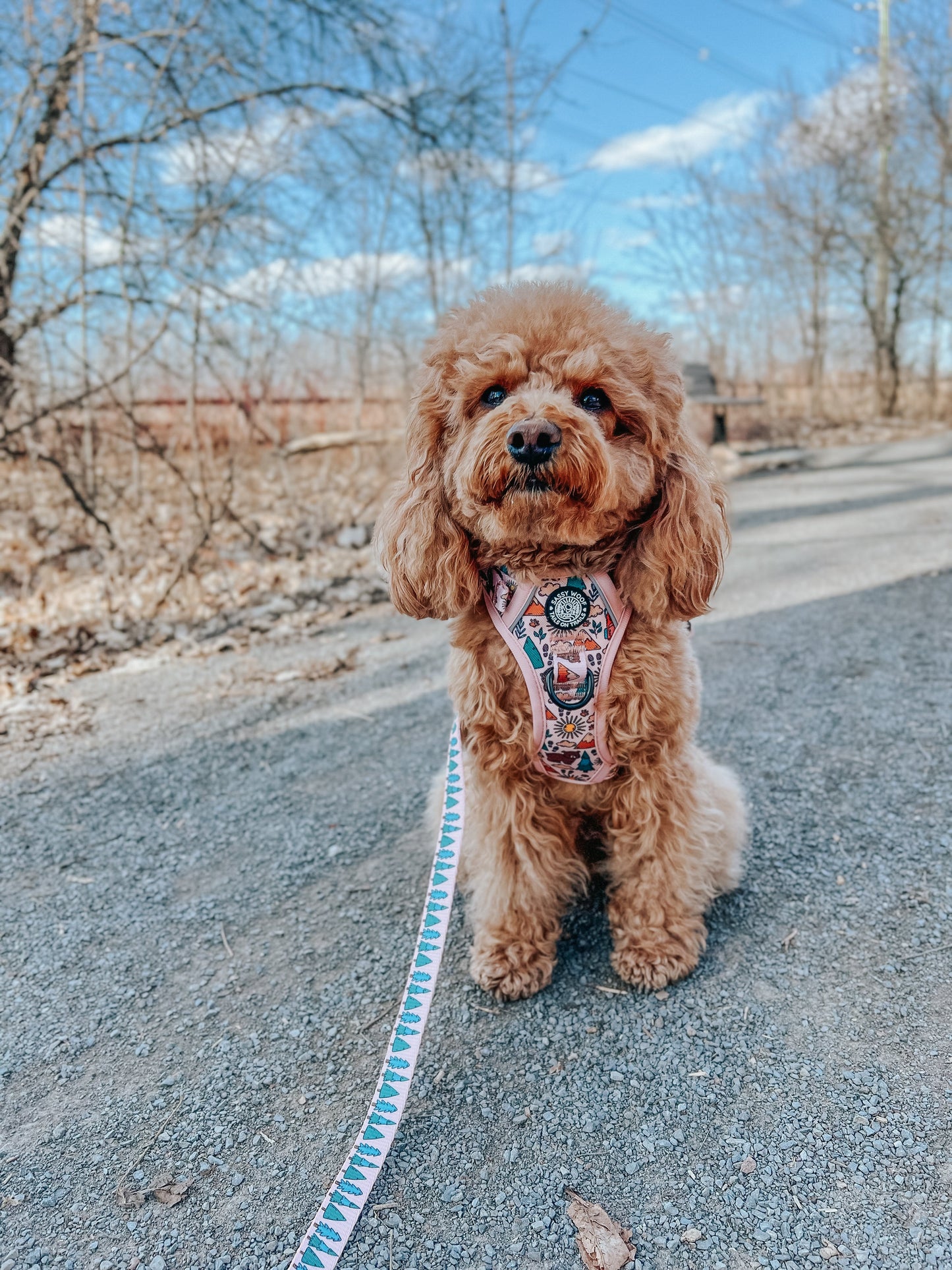 Dog Leash - National Bark