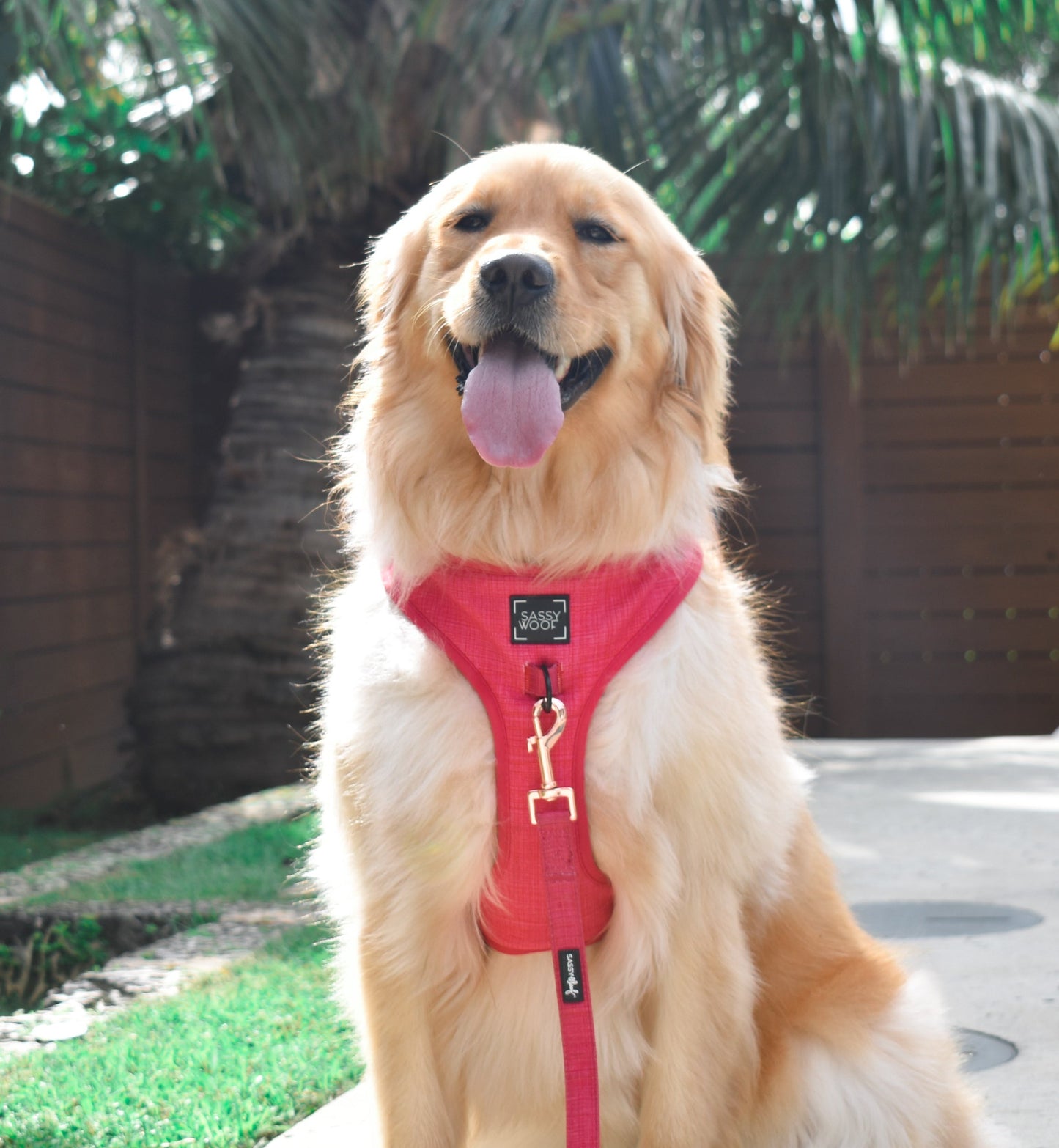 Dog Leash - Merlot