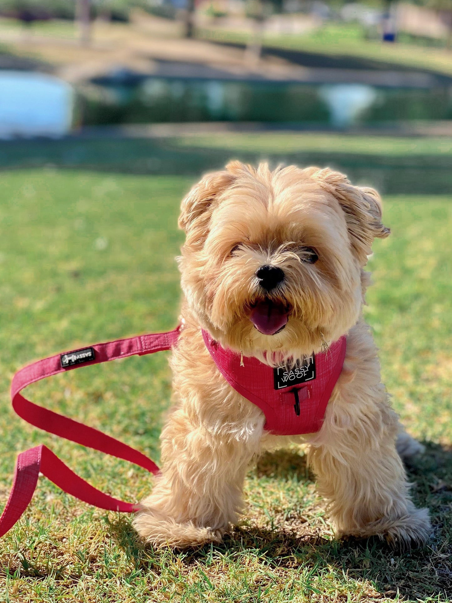 Dog Leash - Merlot