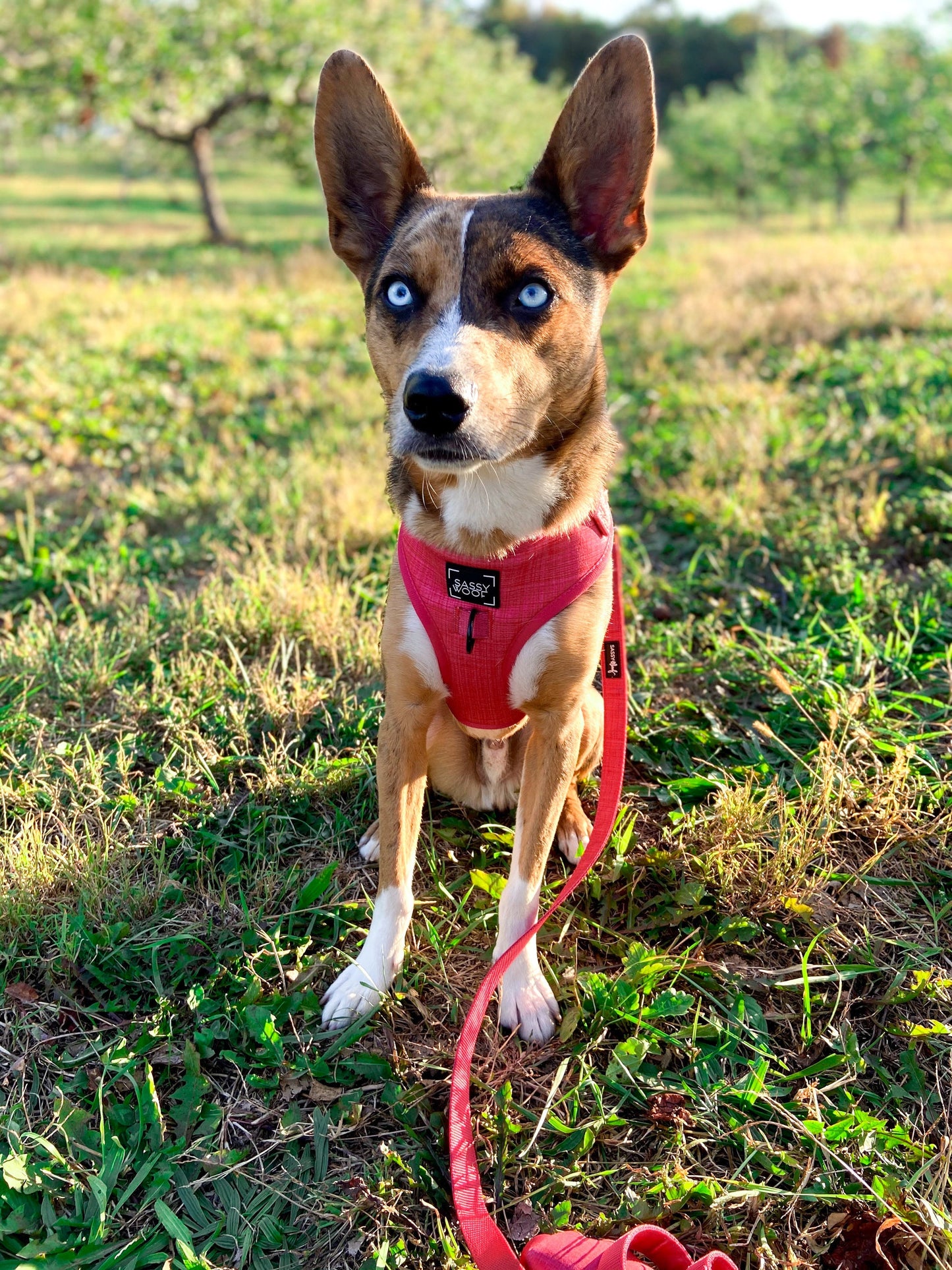 Dog Leash - Merlot