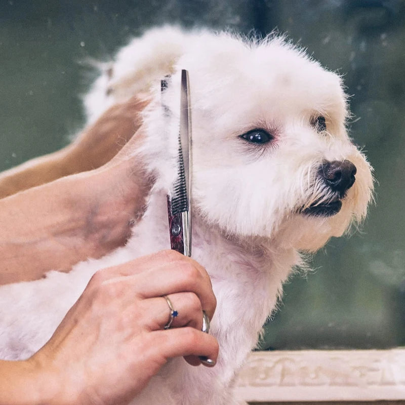 6 in 1 Professional Stainless Steel Sharp Safety round Tip Dog Scissors Heavy Duty Ergonomic Puppy Pet Grooming Scissor