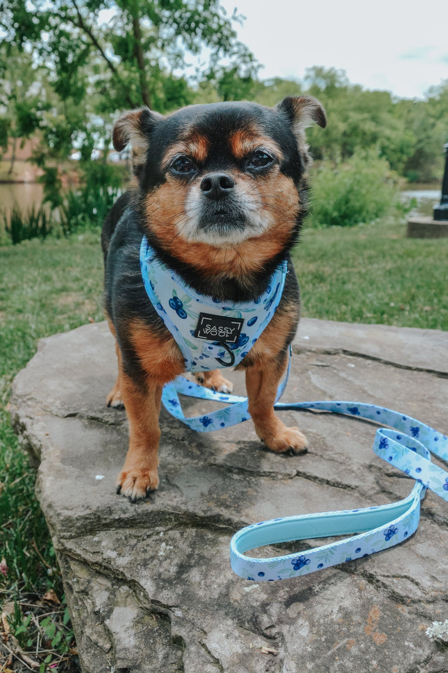 Dog Leash - Berry Sassy