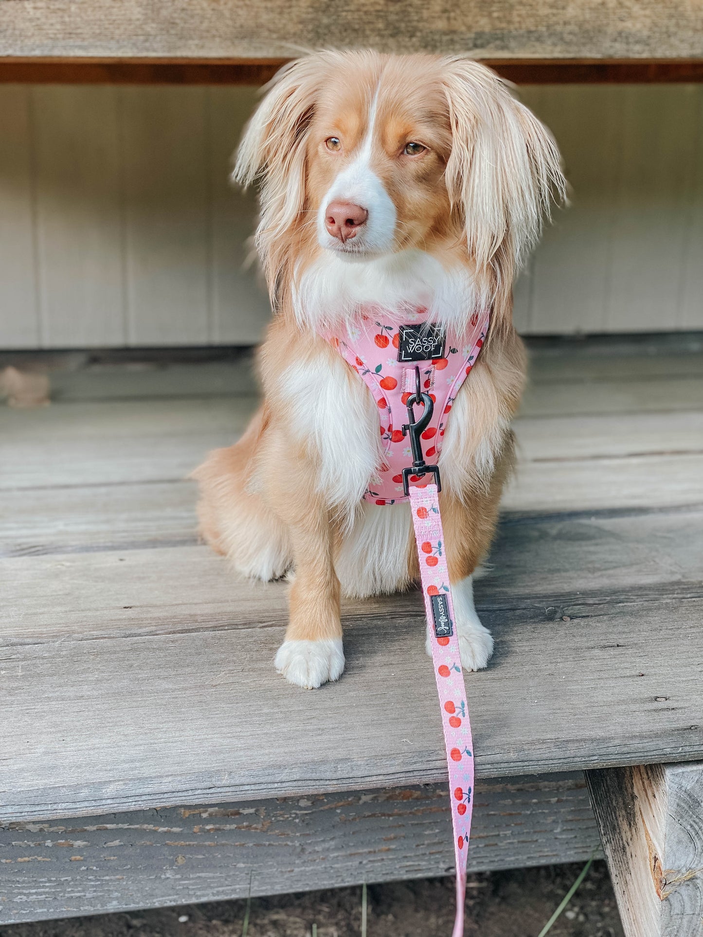 Dog Leash - Mon Chérry