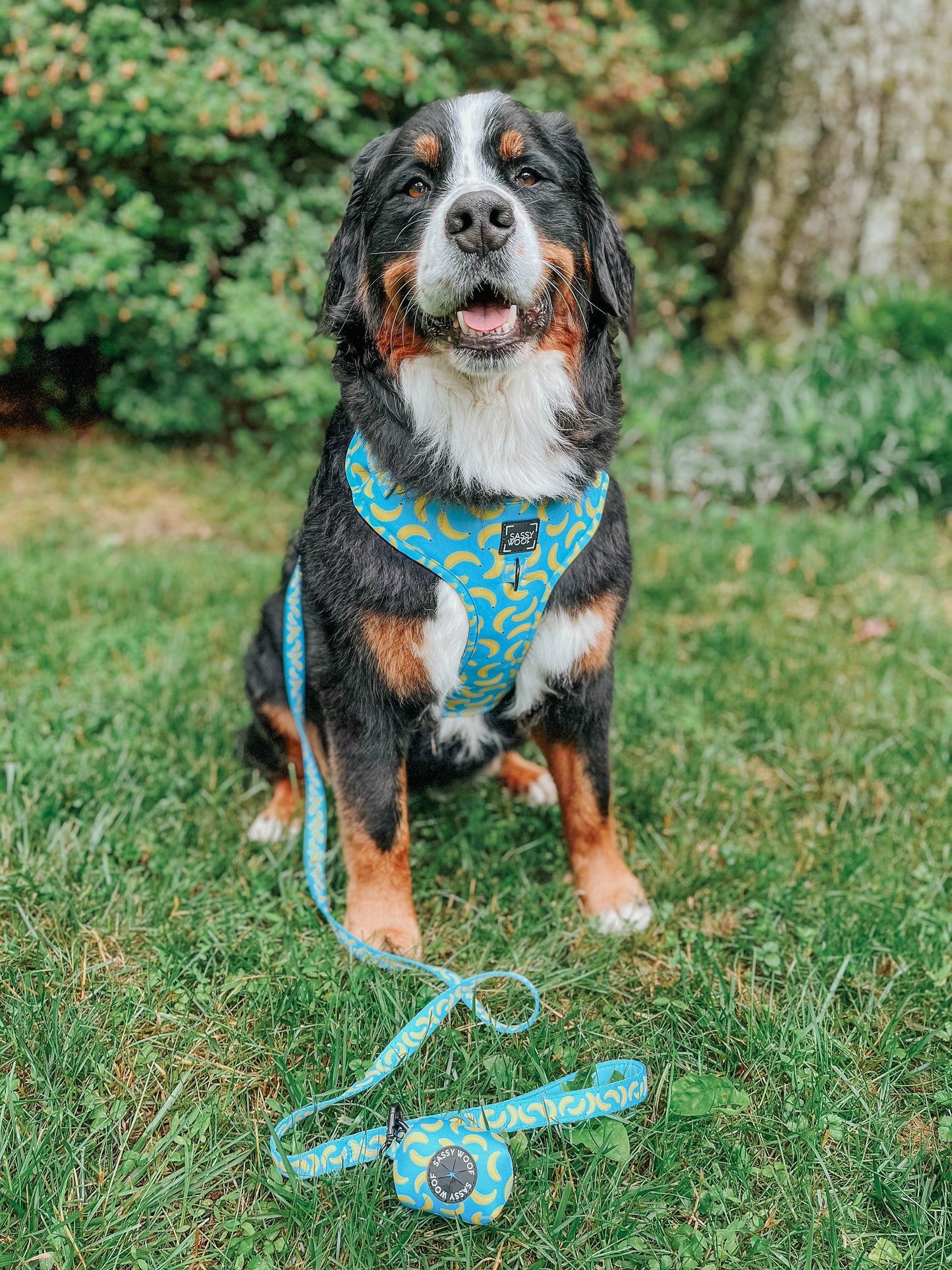 Dog Leash - Peeling Sassy
