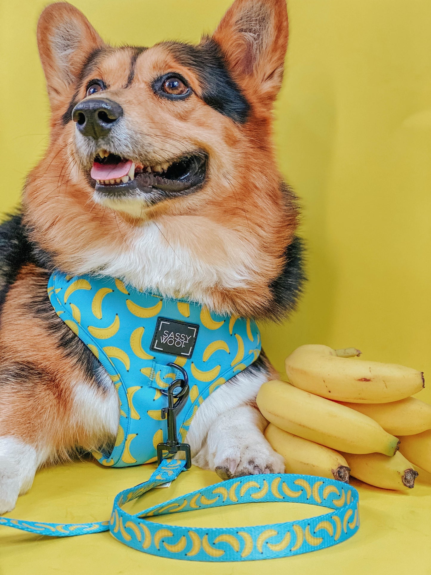 Dog Leash - Peeling Sassy
