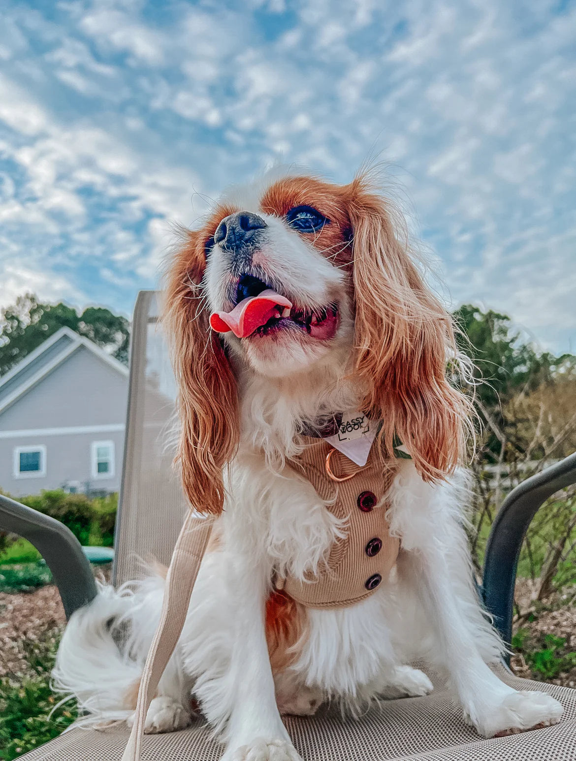 Dog Leash - Best Pup