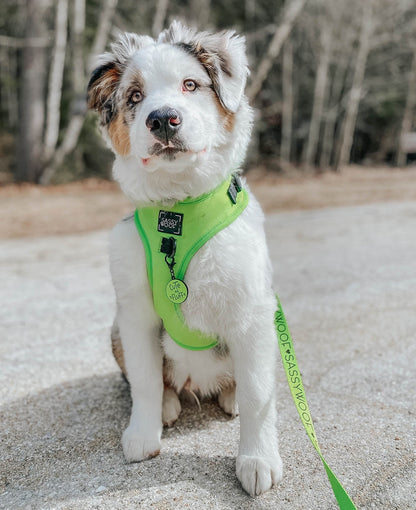 Dog Leash - Neon Green