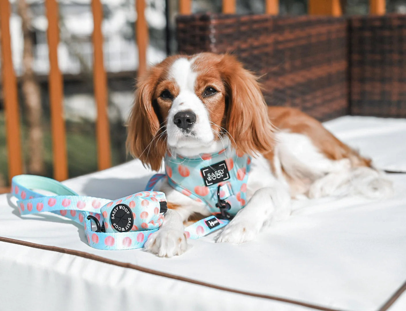 Dog Leash - Peach Please