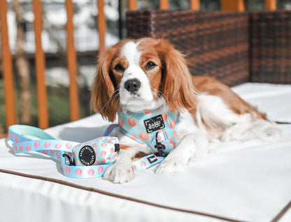 Dog Leash - Peach Please