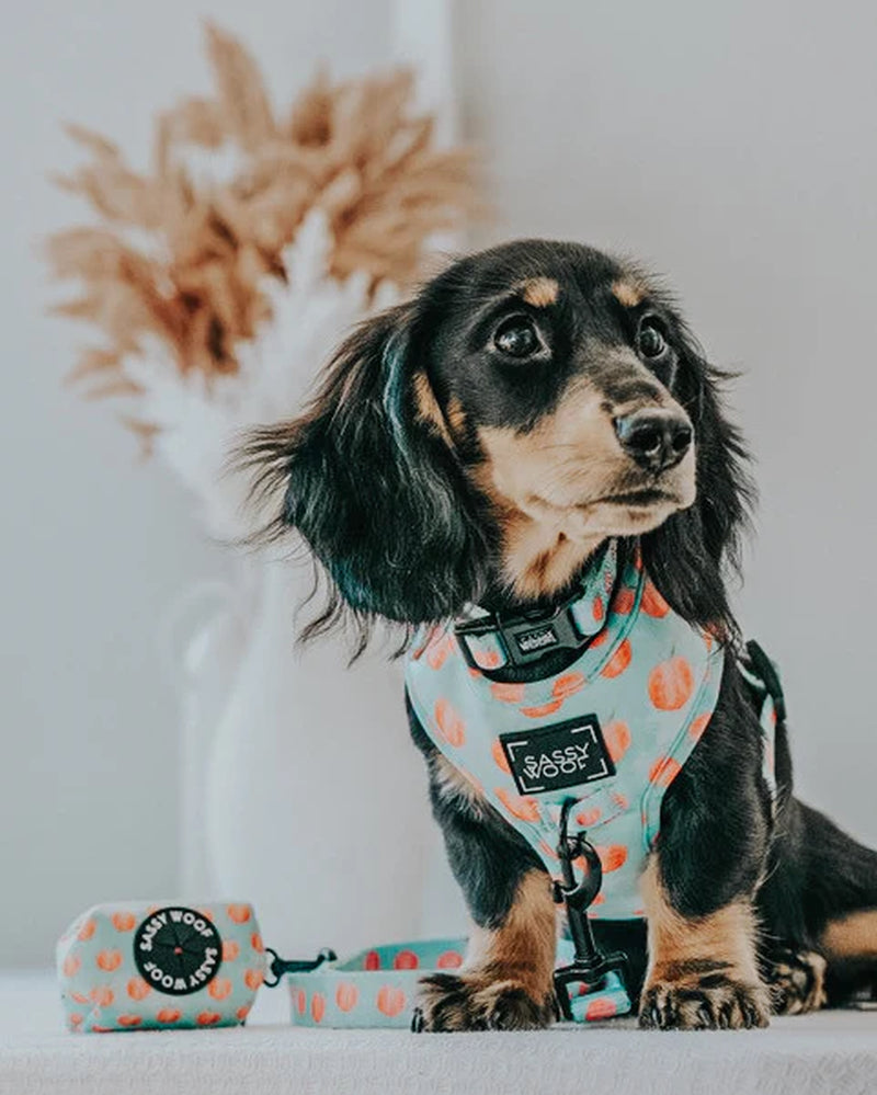 Dog Leash - Peach Please