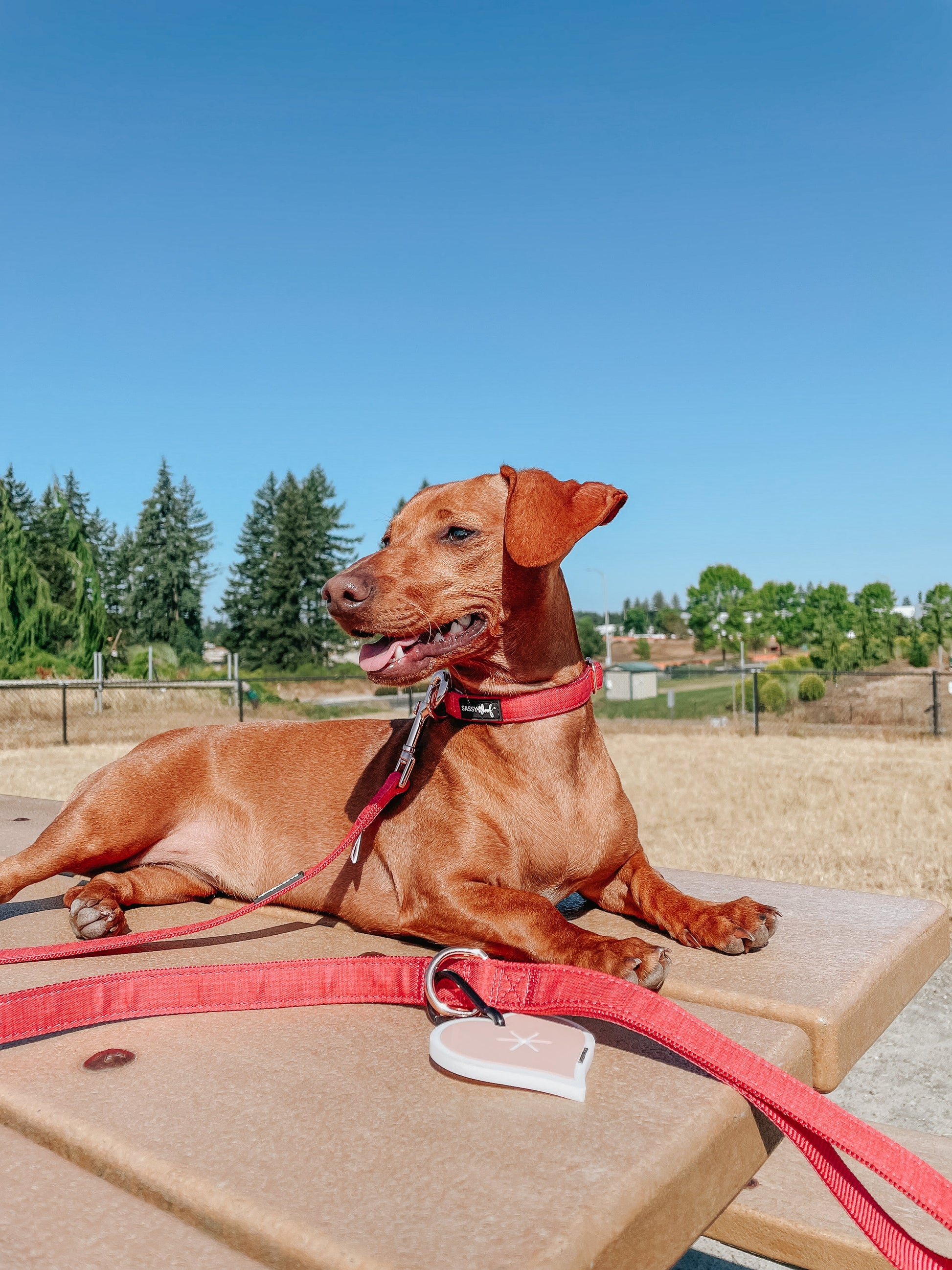 Dog Leash - Merlot