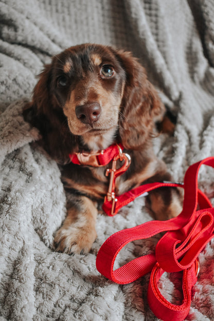 Dog Leash - Merlot