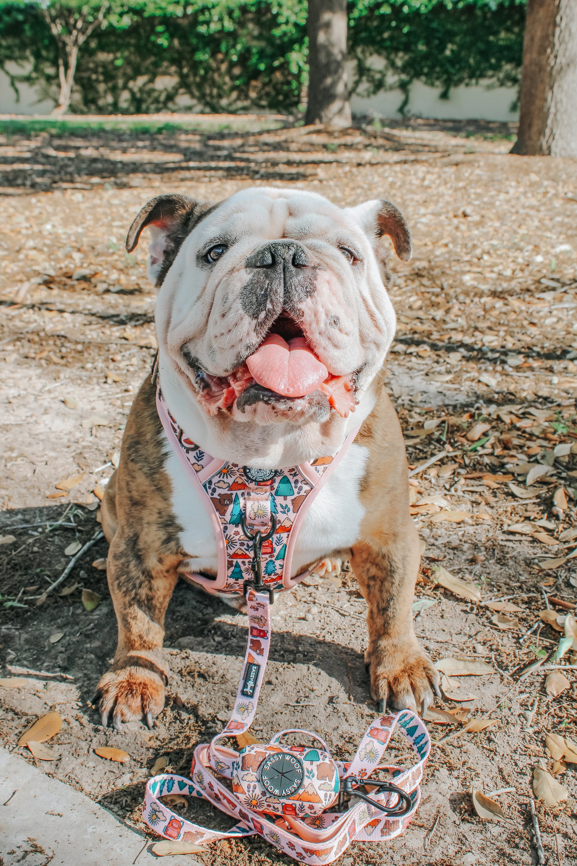 Dog Leash - National Bark