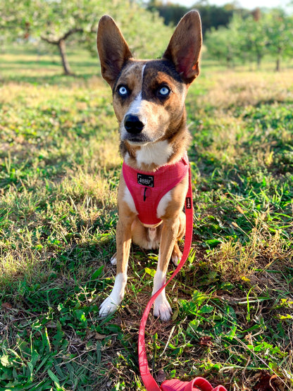 Dog Leash - Merlot