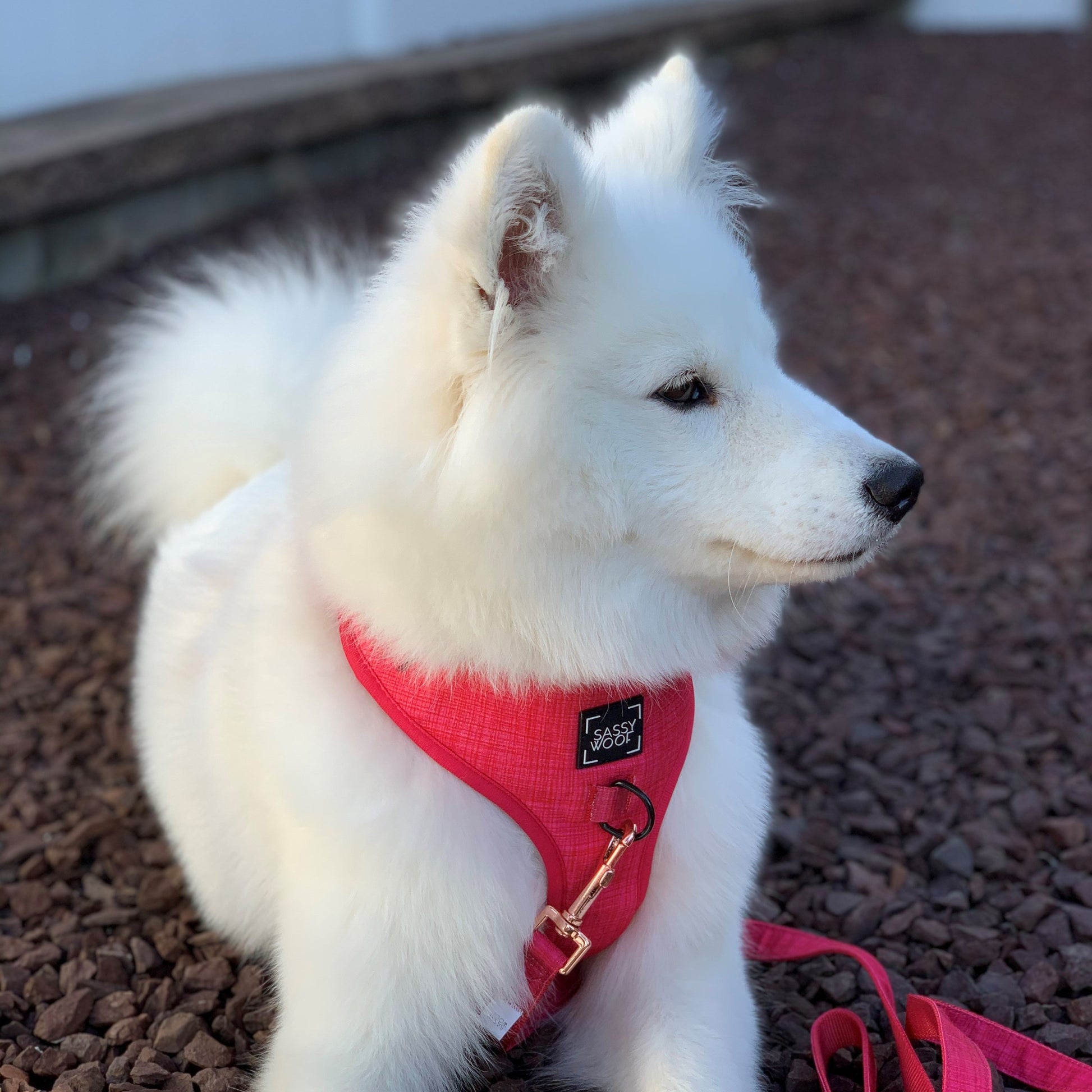 Dog Leash - Merlot