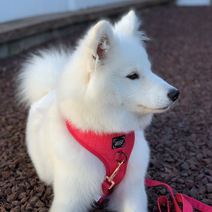 Dog Leash - Merlot