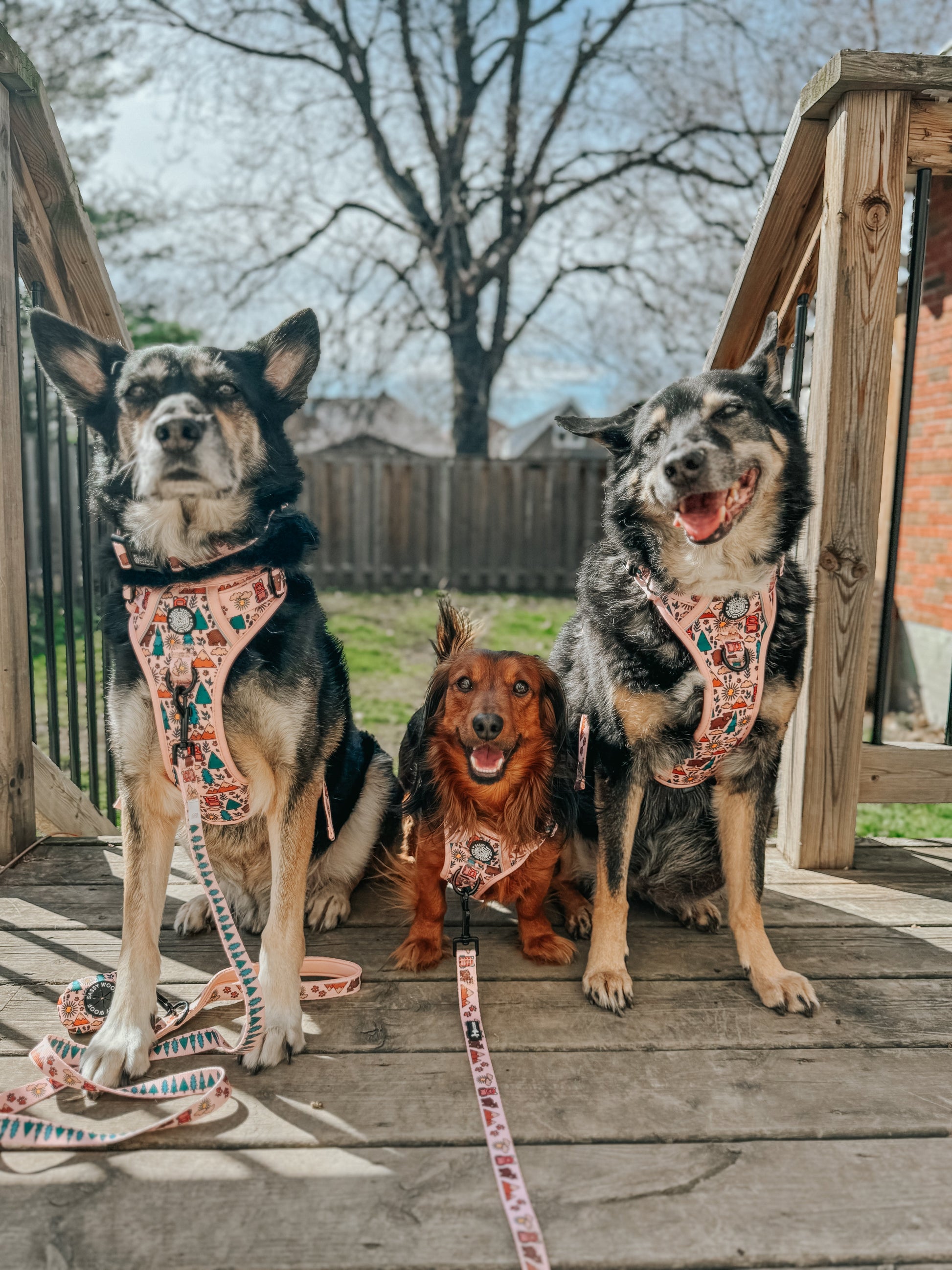 Dog Leash - National Bark