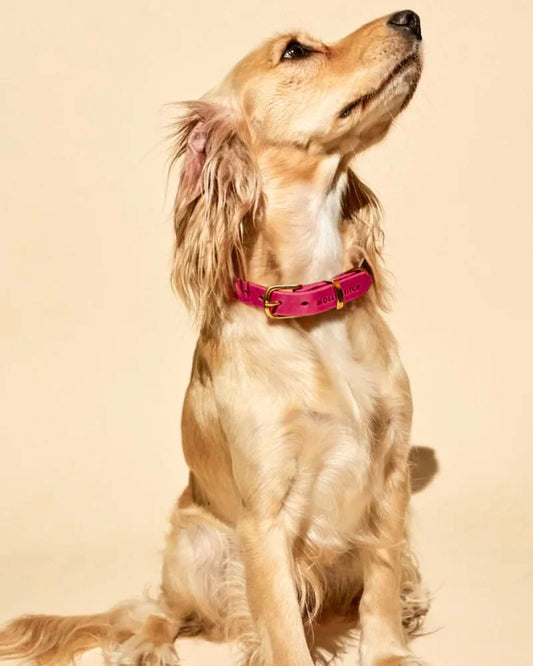 Butter Leather Dog Collar in Flamingo (Made in Austria)