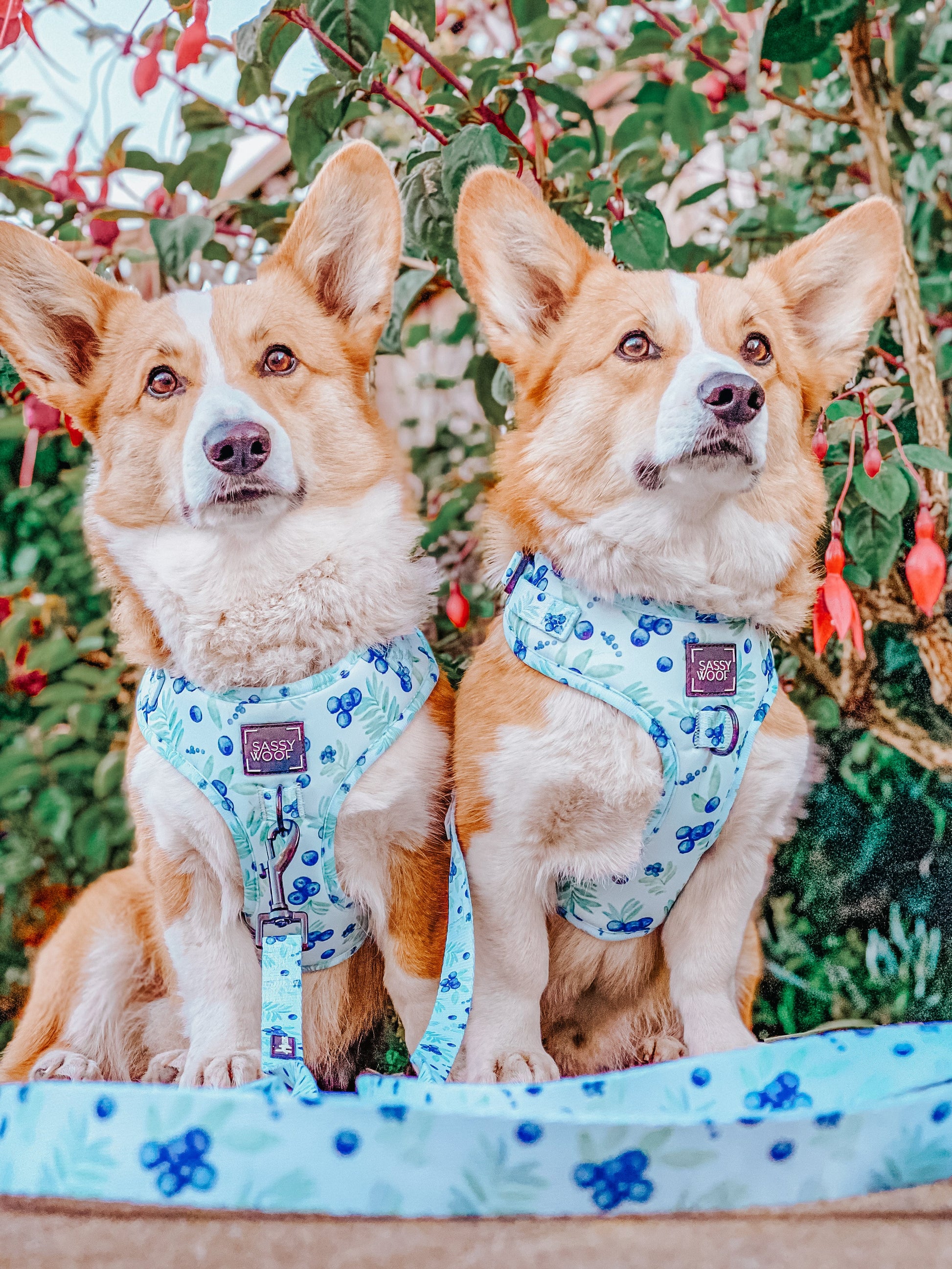 Dog Leash - Berry Sassy