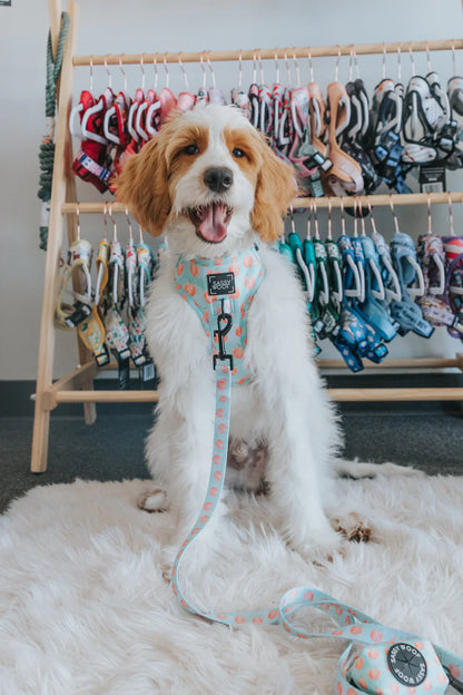 Dog Leash - Peach Please