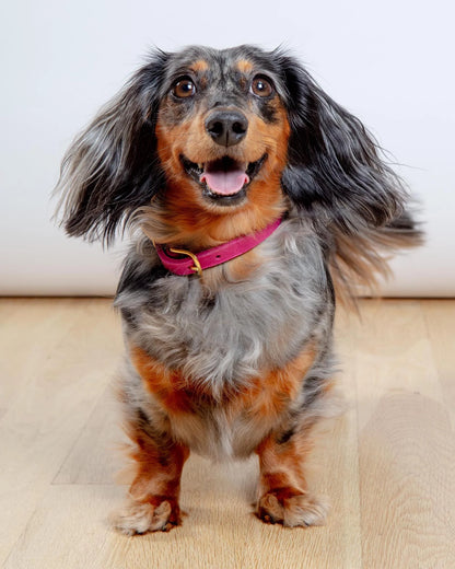 Butter Leather Dog Collar in Flamingo (Made in Austria)