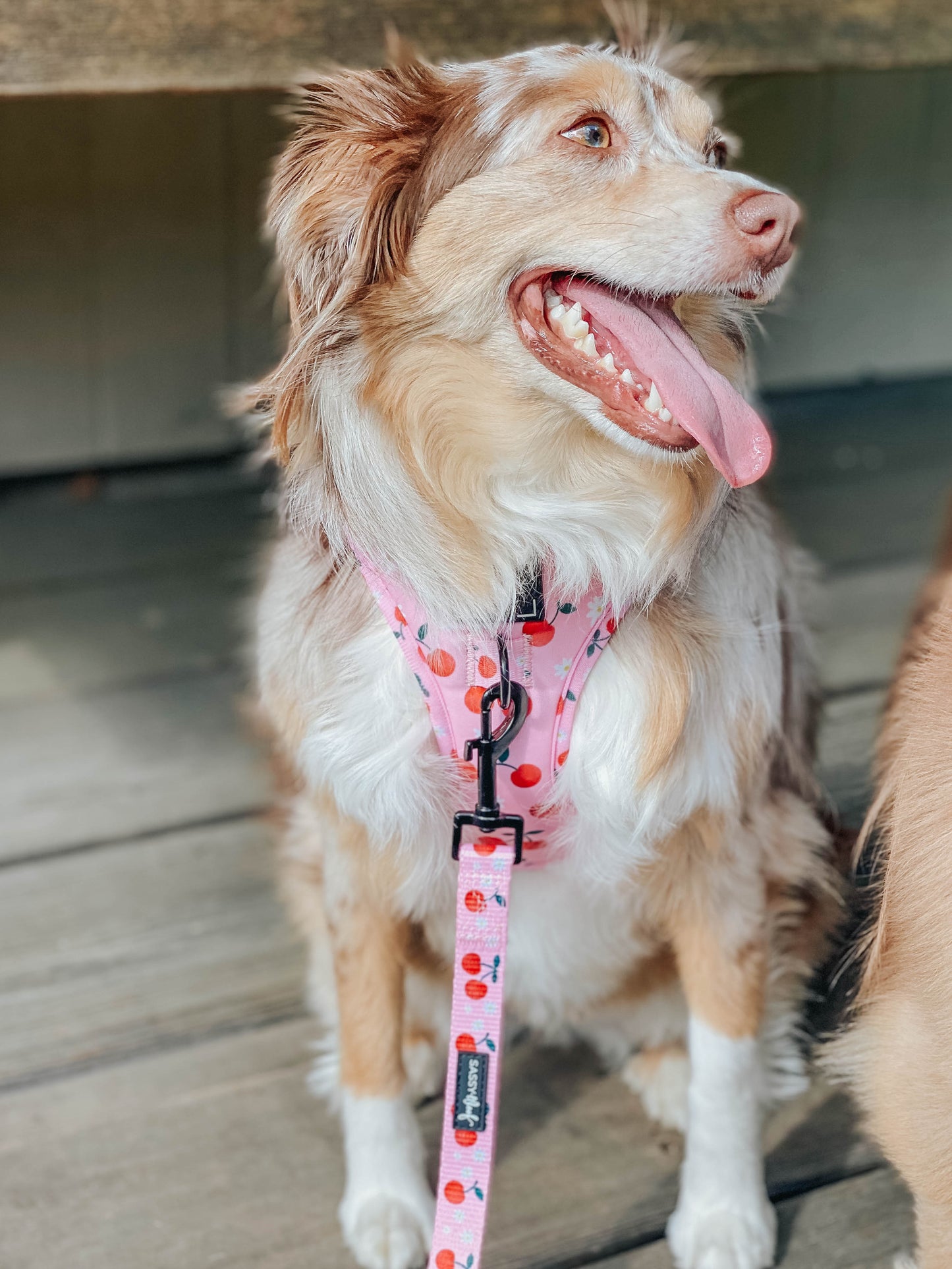 Dog Leash - Mon Chérry
