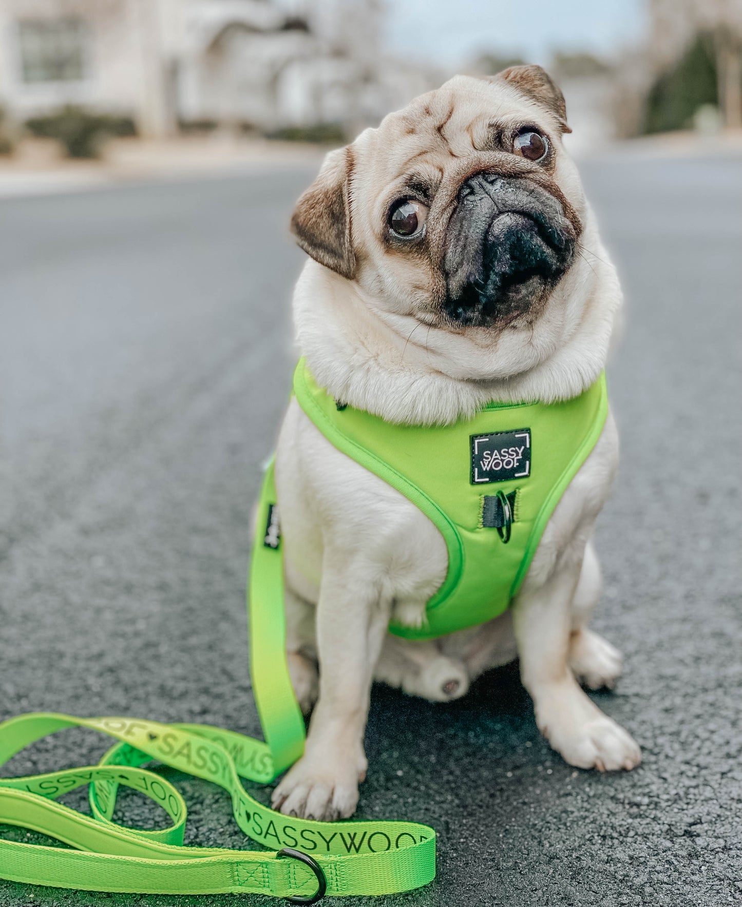 Dog Leash - Neon Green