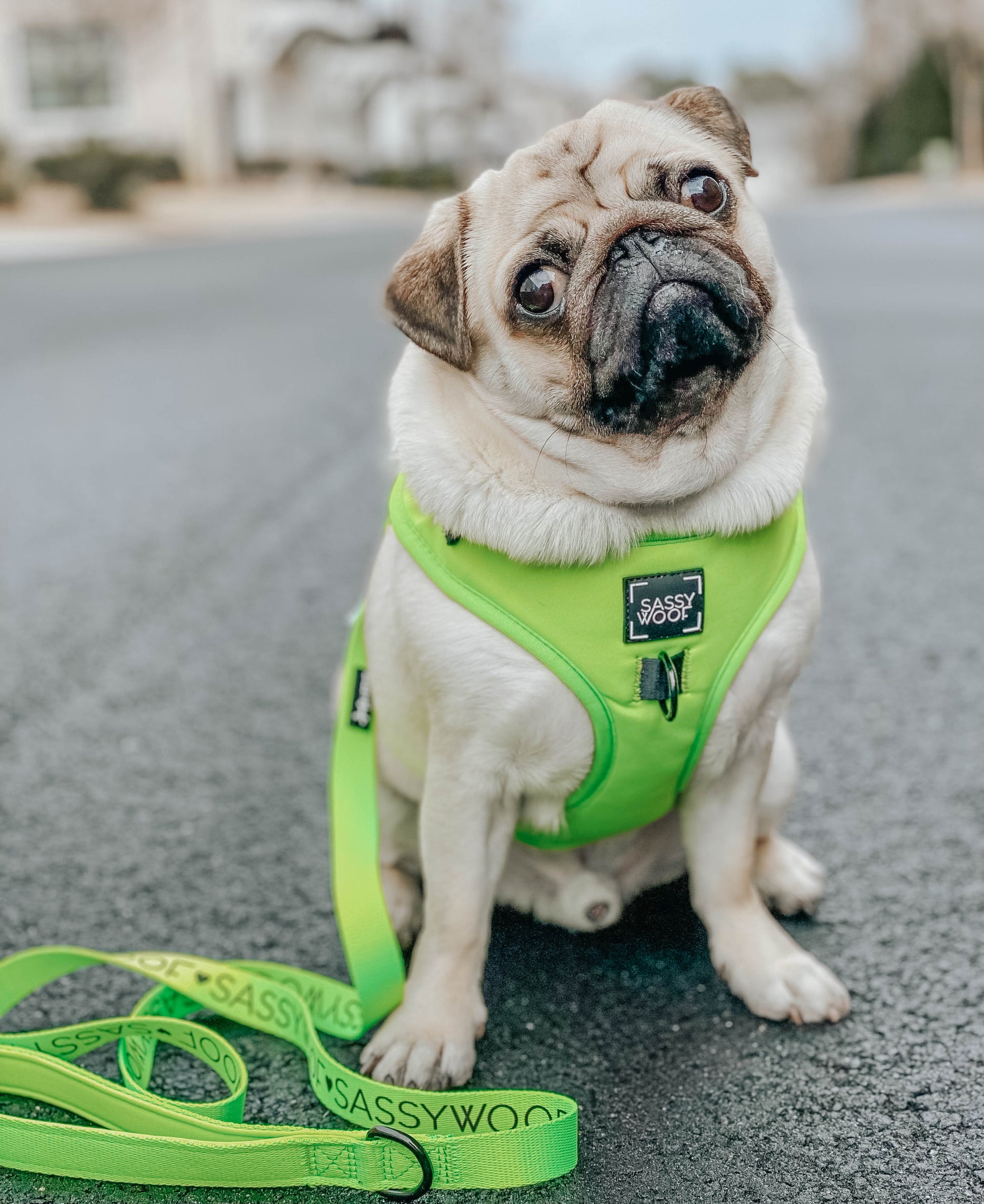 Dog Leash - Neon Green