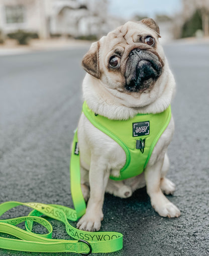Dog Leash - Neon Green