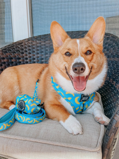 Dog Leash - Peeling Sassy