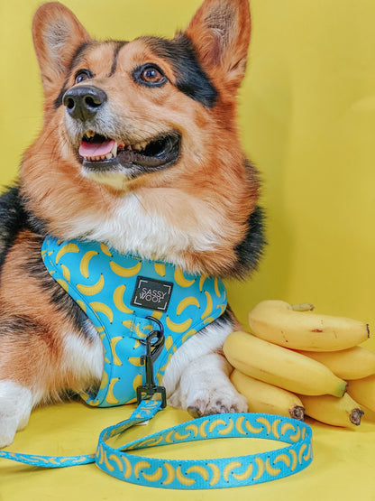 Dog Leash - Peeling Sassy