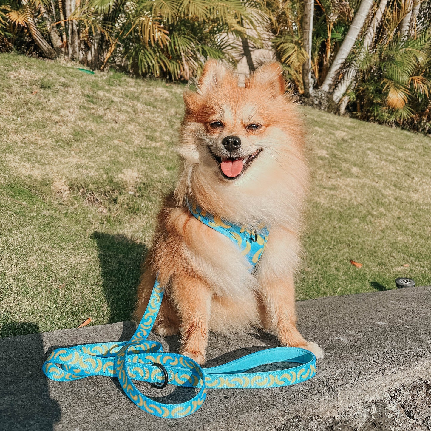 Dog Leash - Peeling Sassy