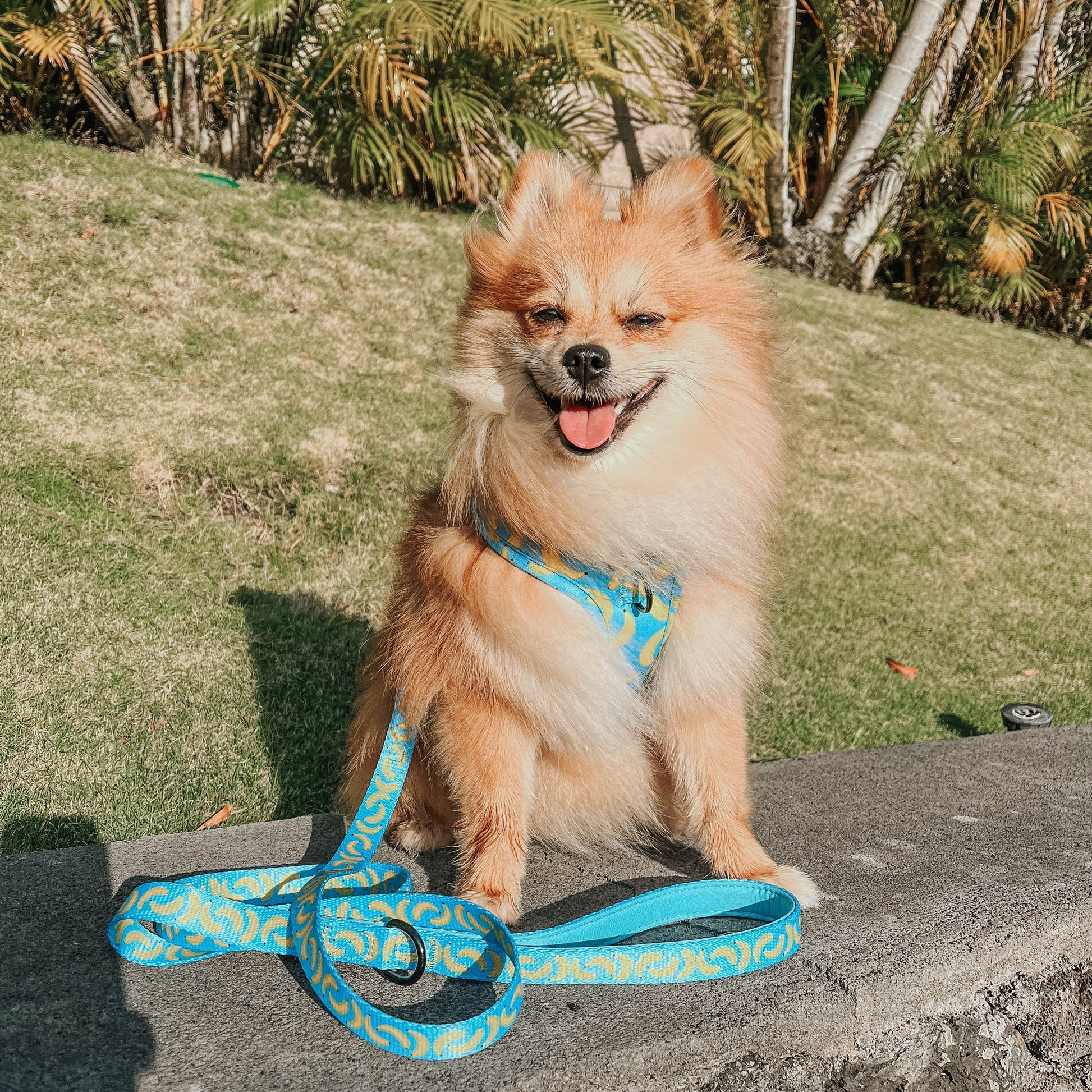 Dog Leash - Peeling Sassy